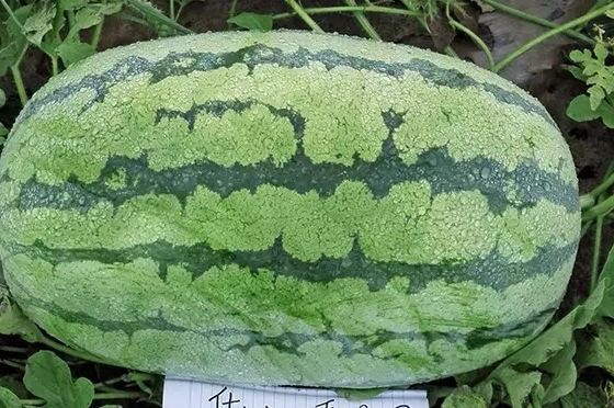 西瓜只為夏天而生嗎？