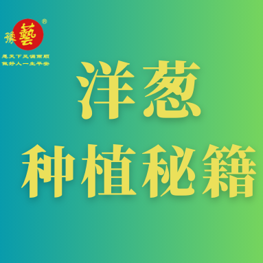 洋蔥種植秘籍：掌握這八點，種出優(yōu)質(zhì)洋蔥！